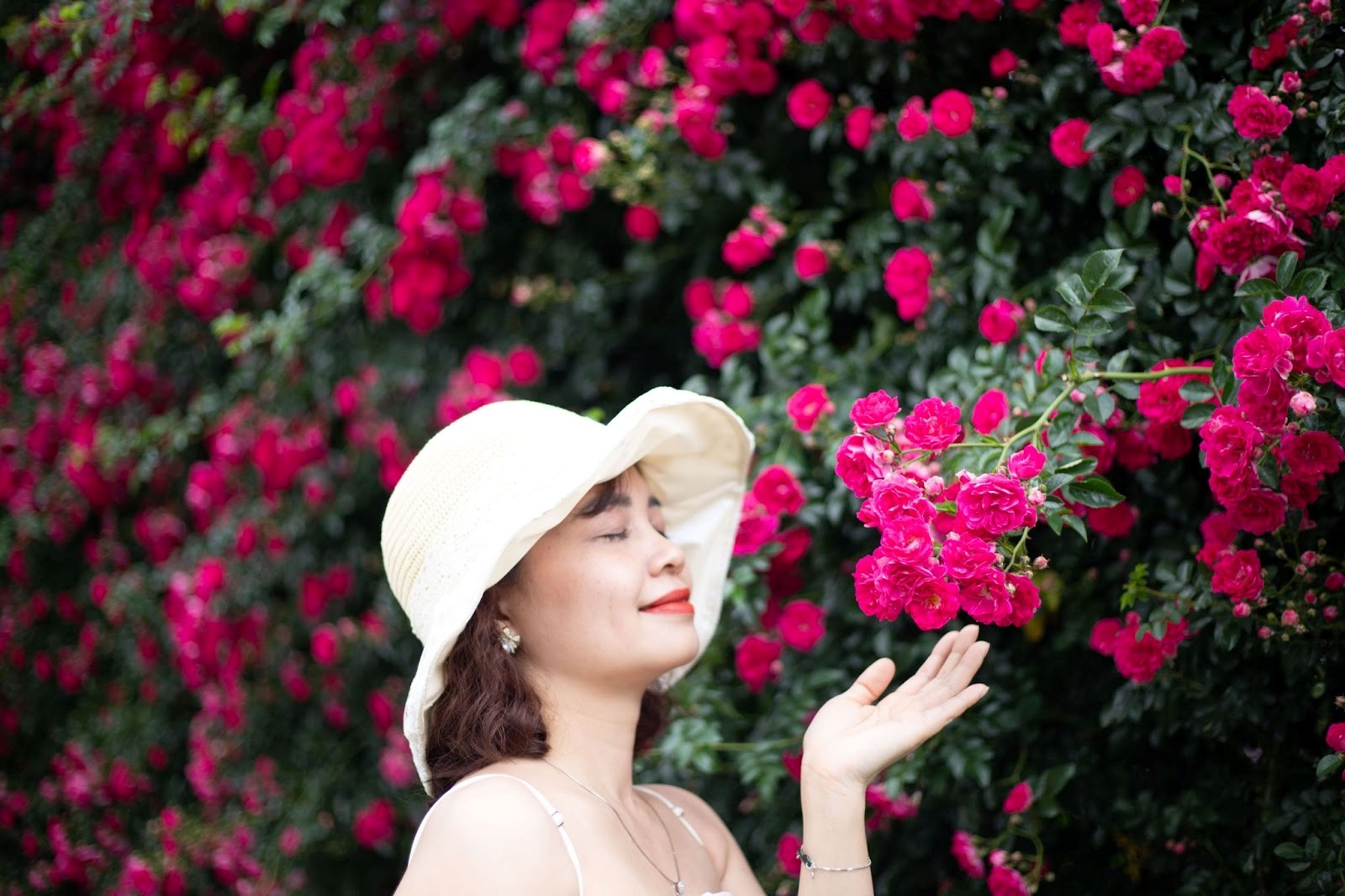 Fansipan: Địa điểm ngắm hoa hồng đẹp nhất miền Bắc 
 - 5